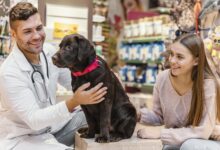 How to Provide Excellent Health Care for Your Animal Companions