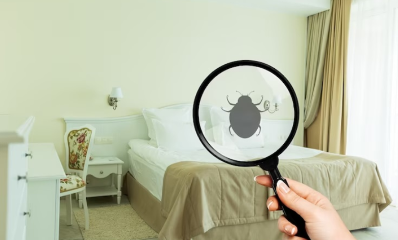 How to Deal with Bedbugs in Rental Properties