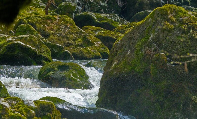 critical growth flow analysis