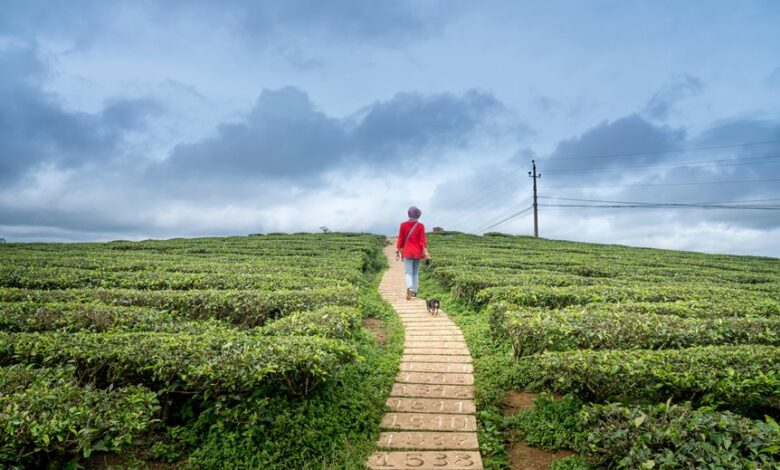 velocity horizon numeric data