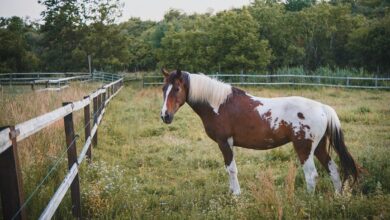 catalyst flow start 8482859635