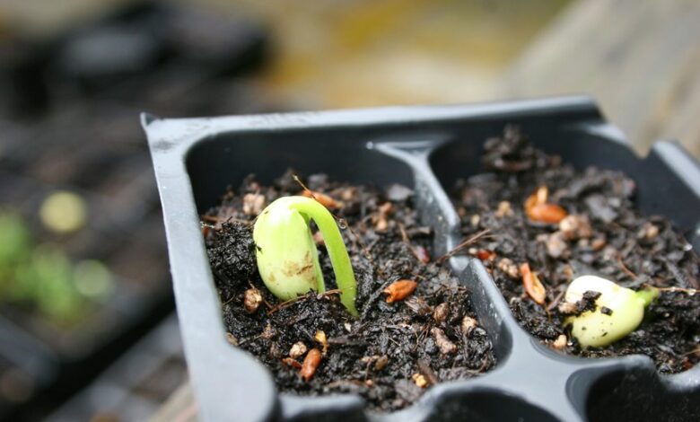 catalyst pulse starts global growth