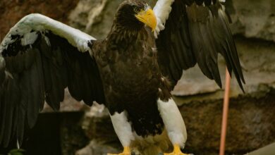 stellar apex startups 8448768343