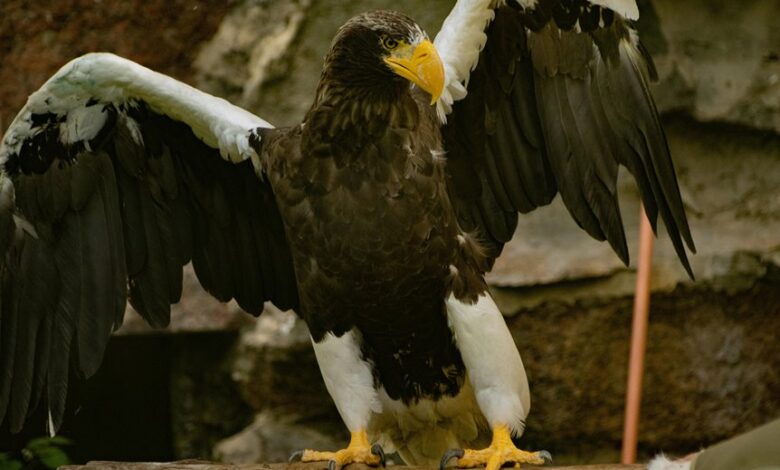 stellar apex startups 8448768343