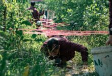 strategic apex start across ventures